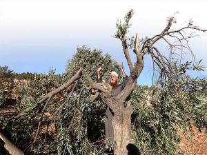 İSRAİL ORDUSU FİLİSTİN HALKININ ZEYTİN AĞAÇLARINI SÖKTÜ