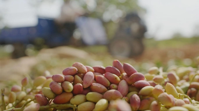 Tiryaki Agro Büyümeye Devam Ediyor